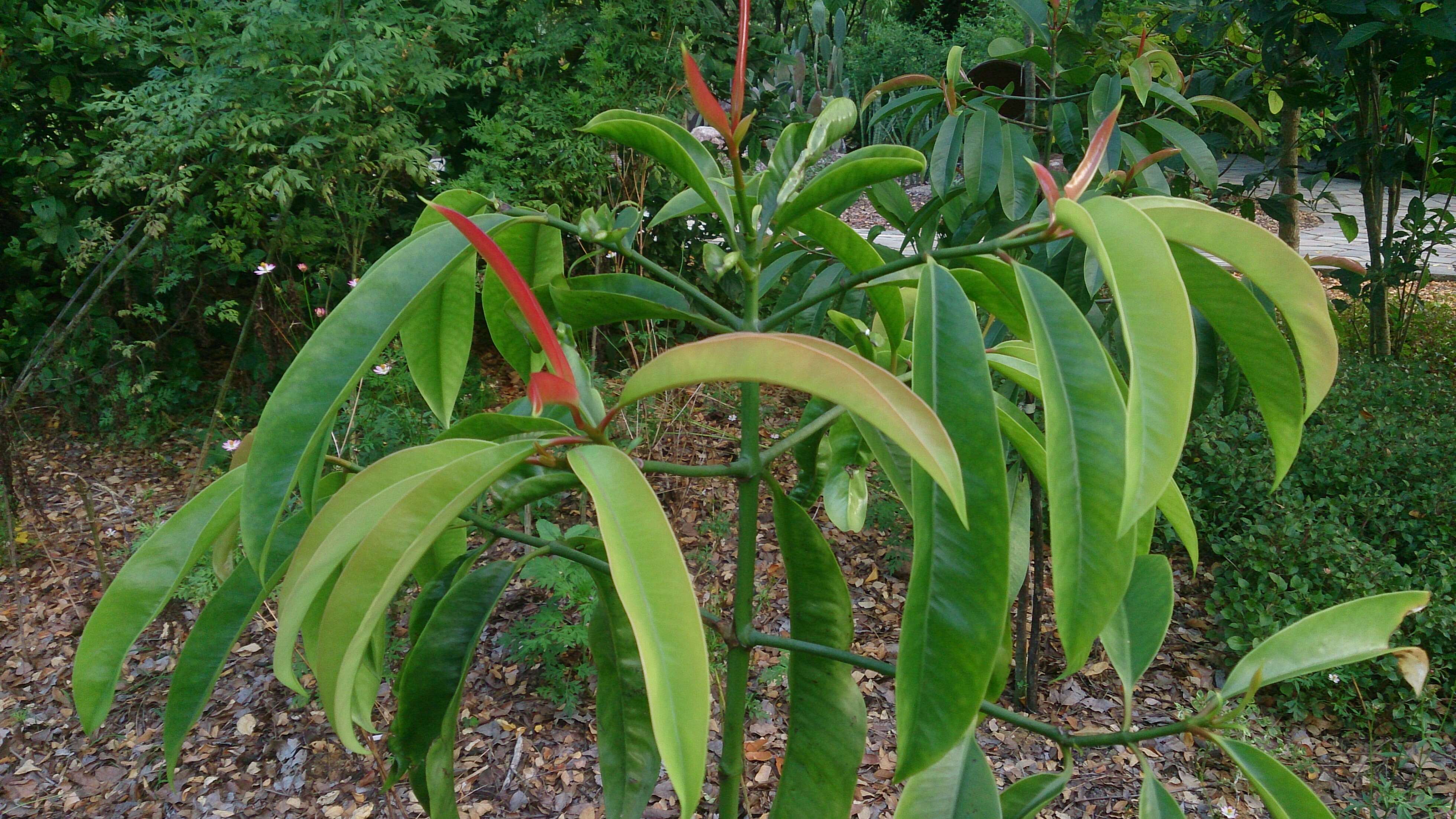 Image of Garcinia atroviridis Griff. ex T. Anders.