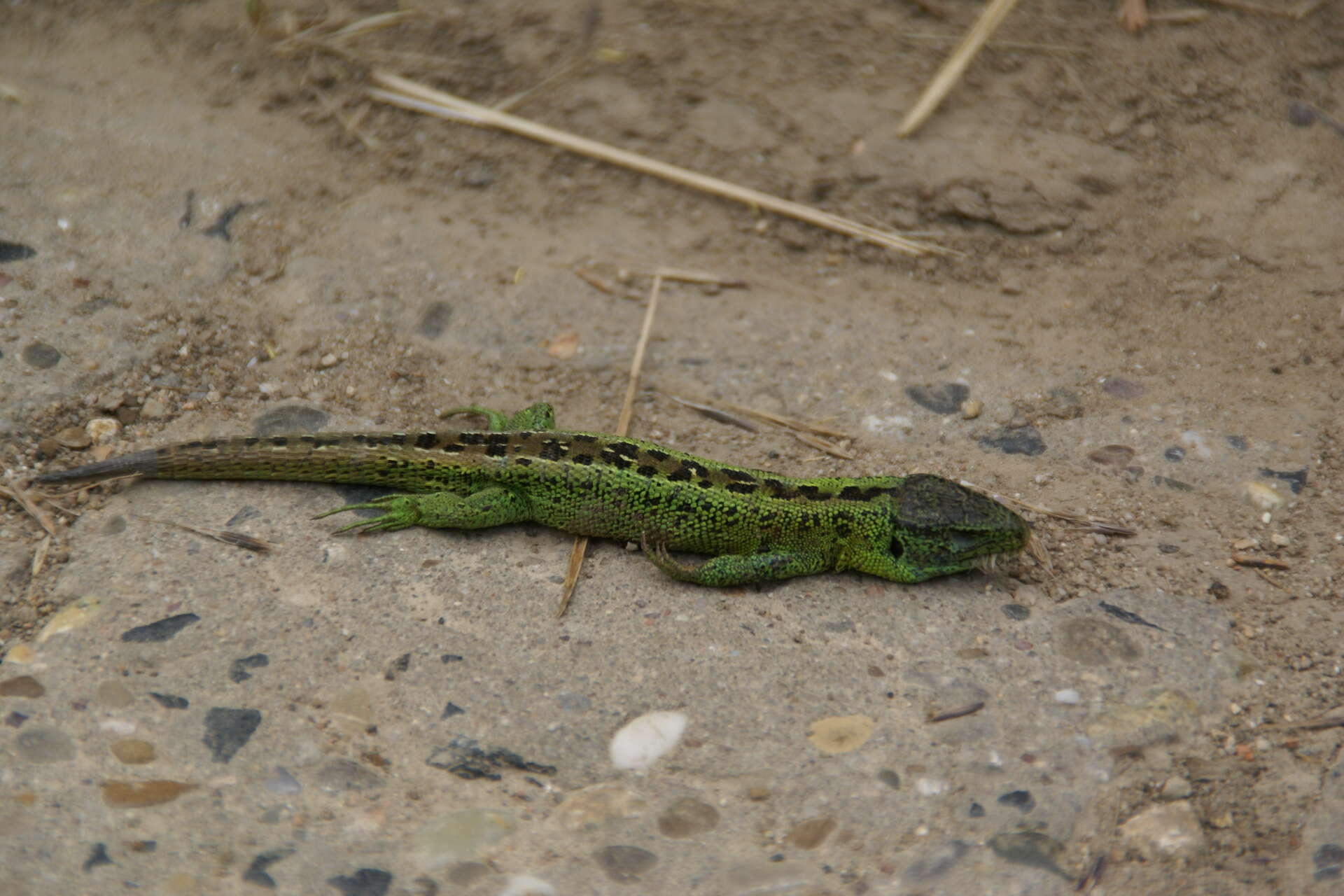 Image of Sand Lizard