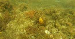 Image of Horseshoe butterflyfish