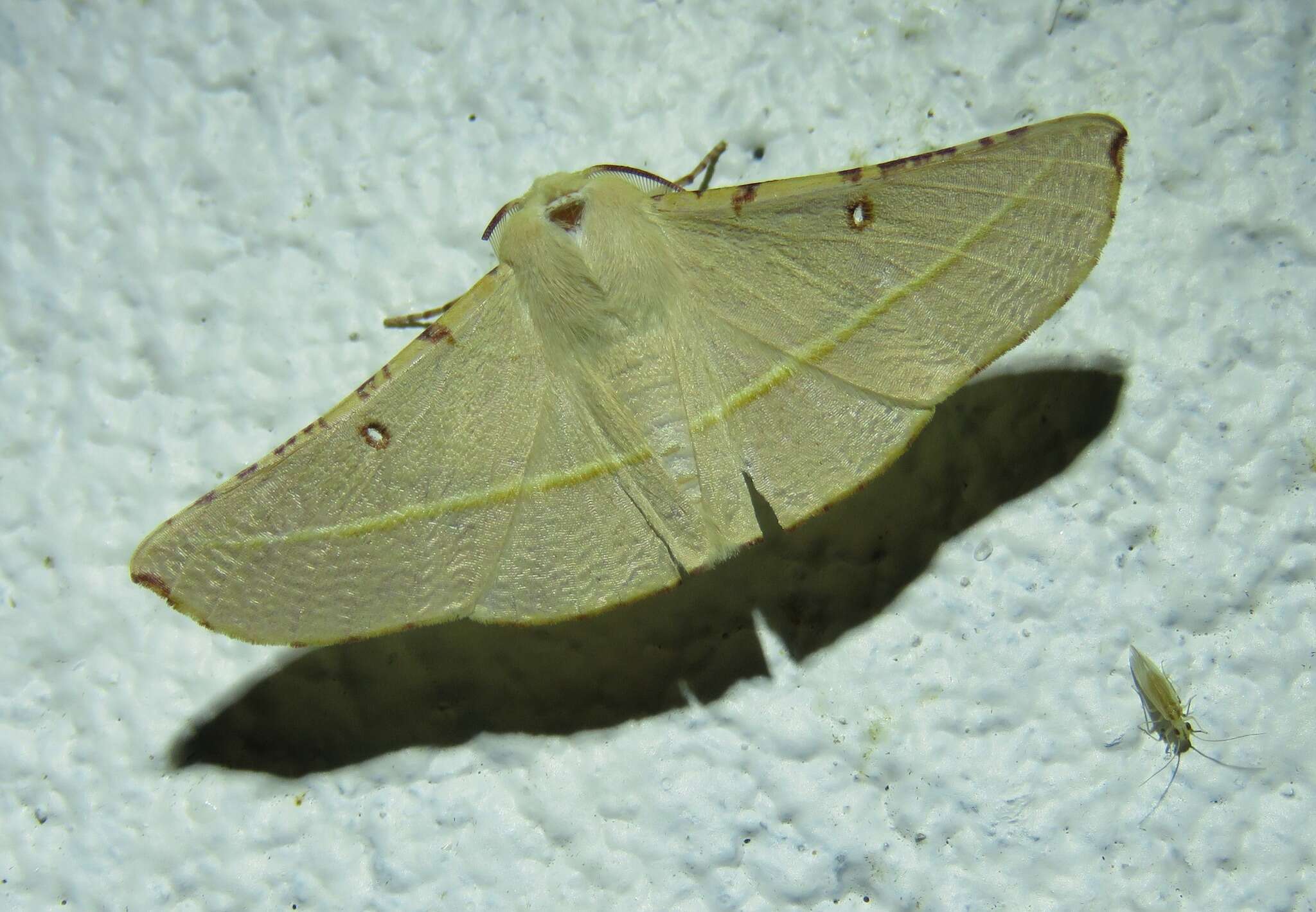 Image of Oenochroma pallida Warren 1898