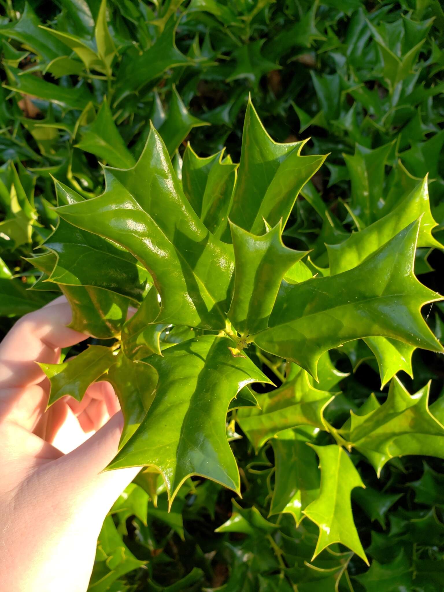 Imagem de Ilex cornuta Lindl. & Paxton