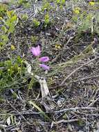 Image of Ixia flexuosa L.