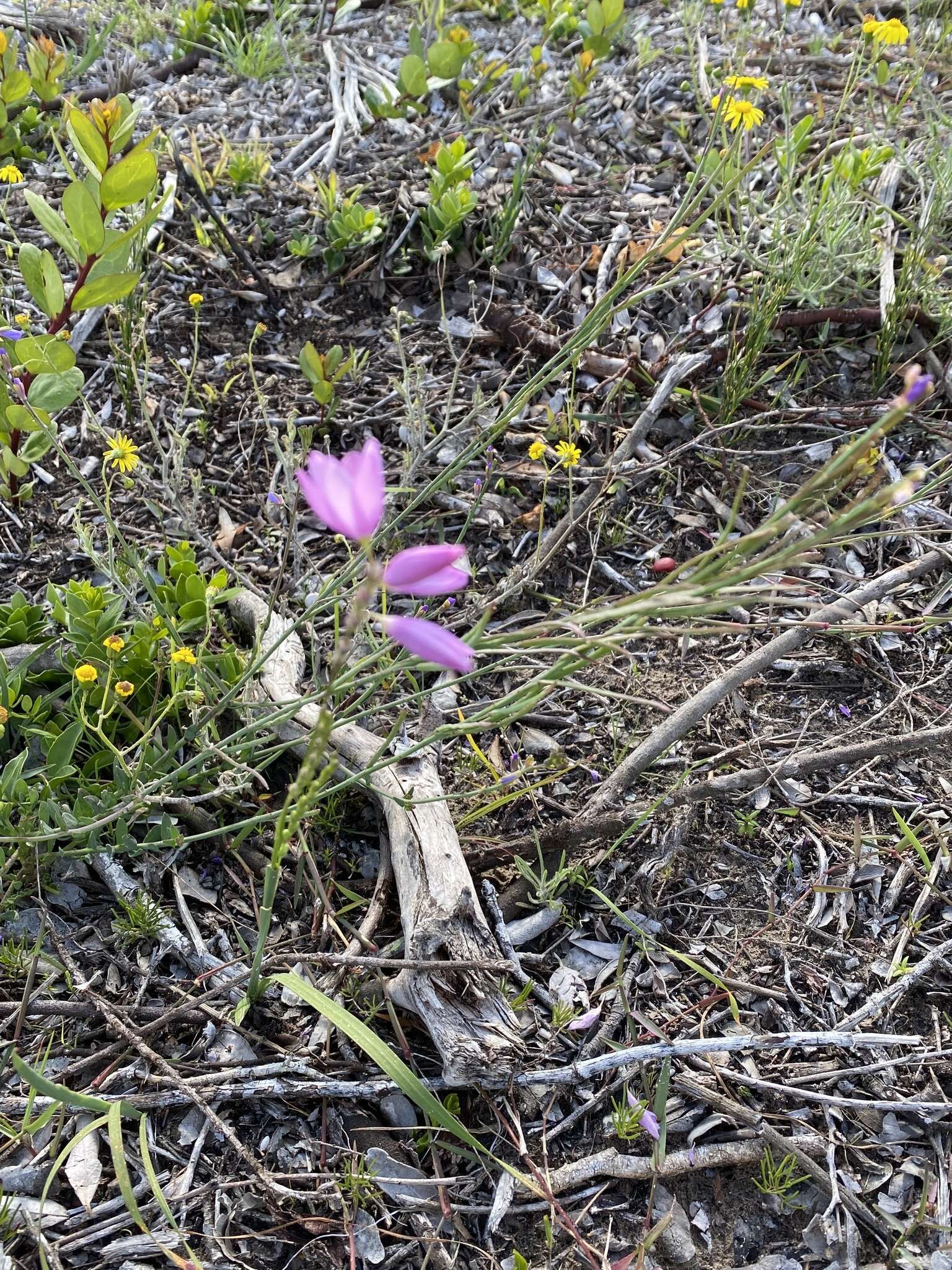 Image of Ixia flexuosa L.