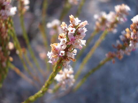 Image of Erica articularis var. articularis