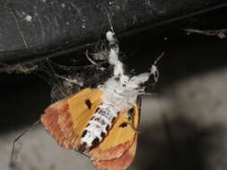 Imagem de Eudryas brevipennis Stretch 1874