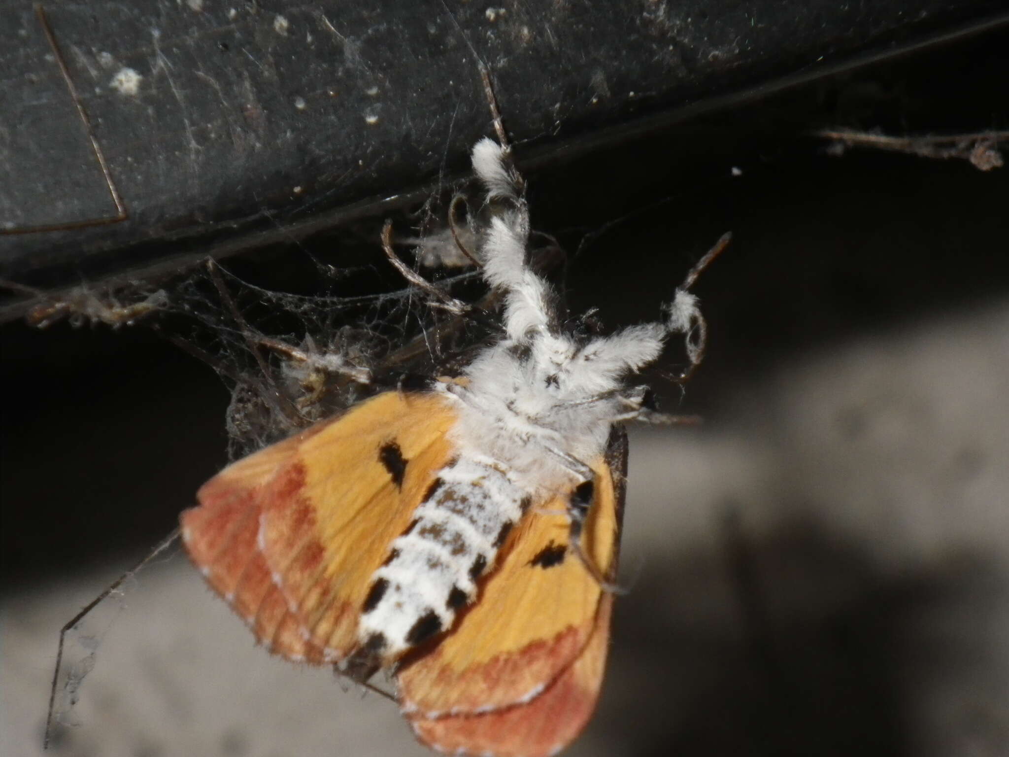 Imagem de Eudryas brevipennis Stretch 1874