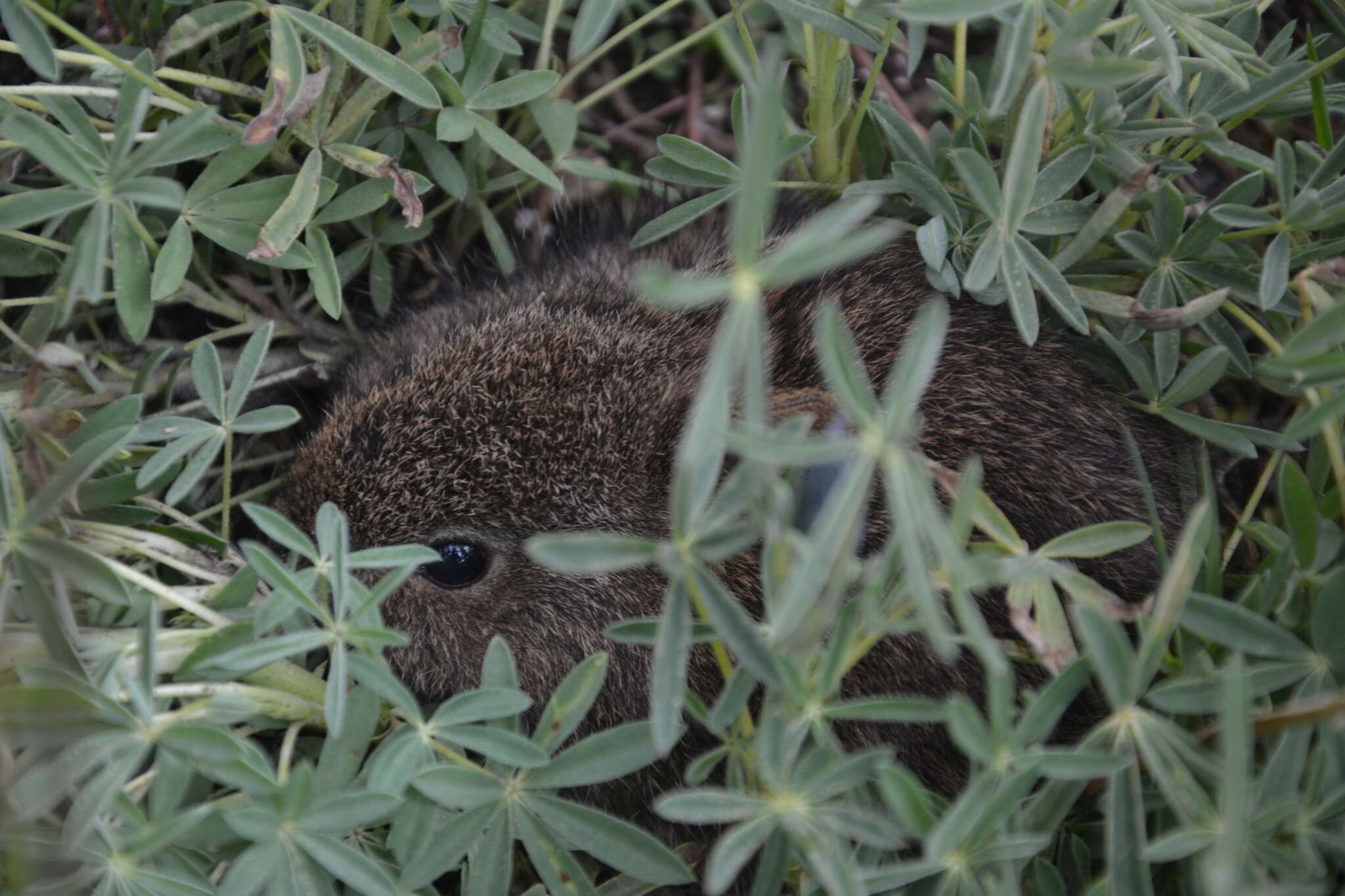 Image of volcano rabbit