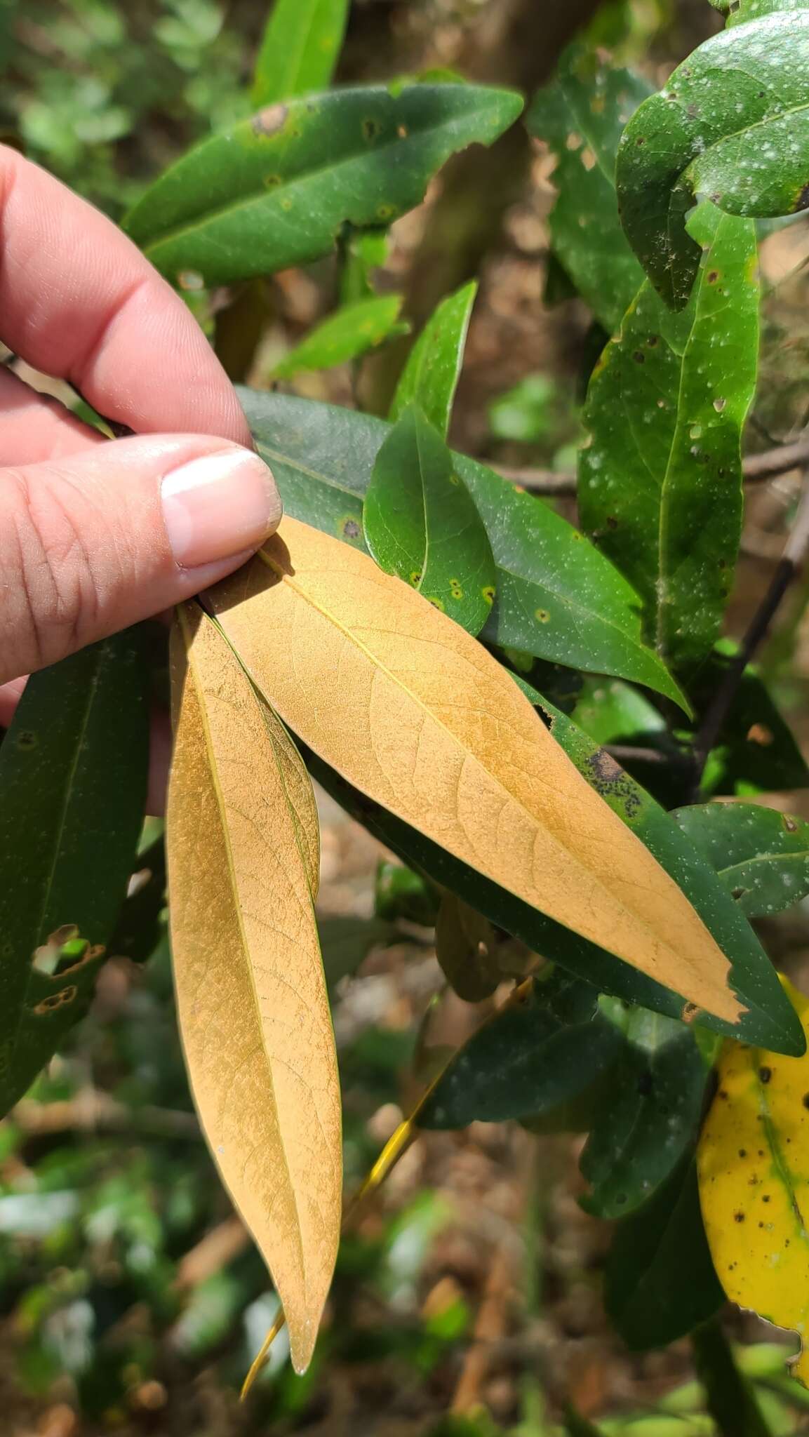 Image de Persea humilis Nash