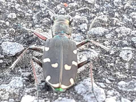 Image of Cicindela (Cicindela) transbaicalica Motschulsky 1844