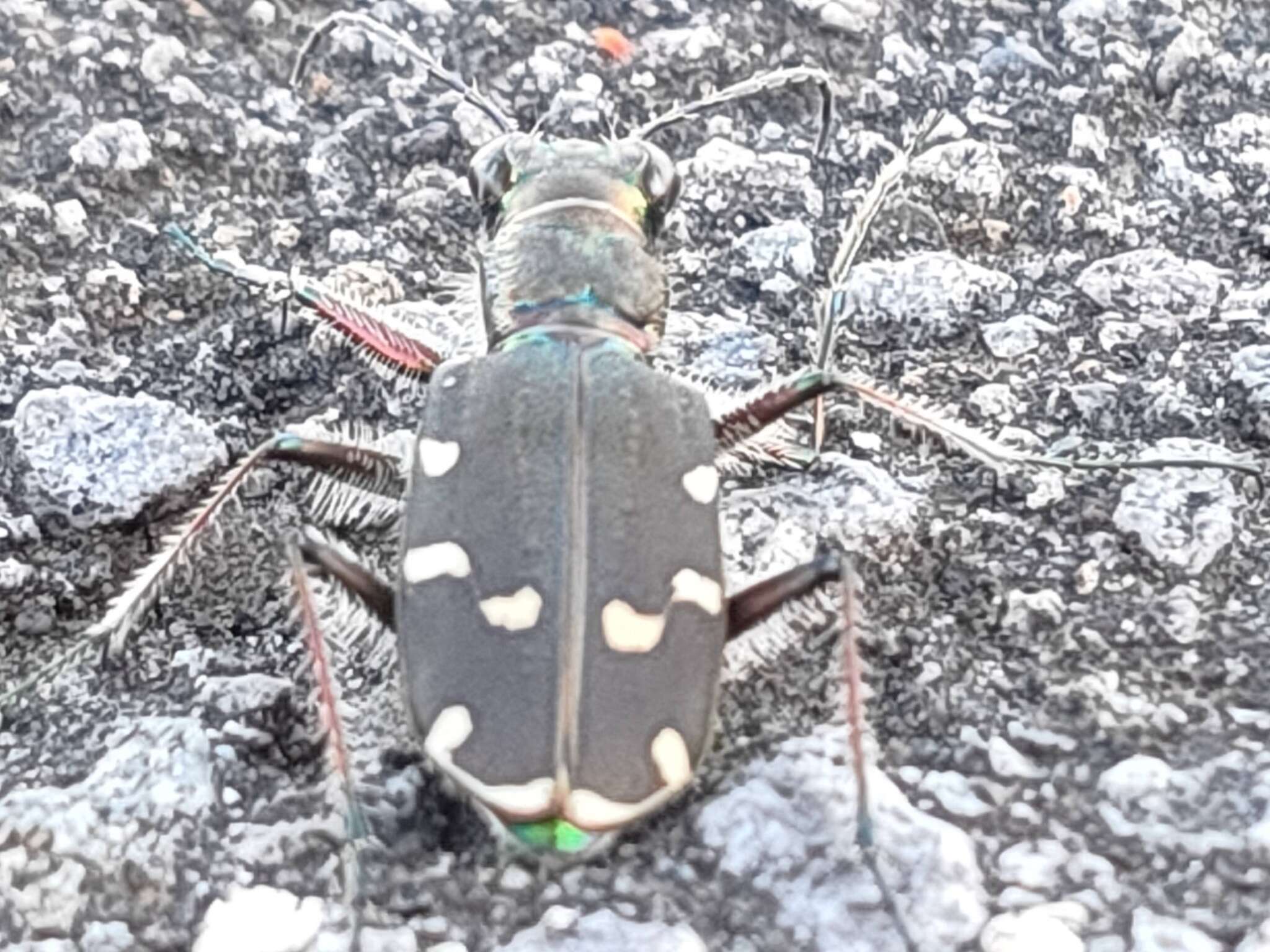 Image de Cicindela (Cicindela) transbaicalica japanensis Chaudoir 1863