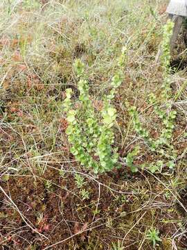 Imagem de Betula michauxii Spach