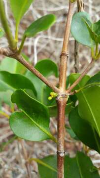 Image of Coffea ankaranensis J.-F. Leroy ex A. P. Davis & Rakotonas.