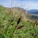 Слика од Carex microchaeta subsp. microchaeta