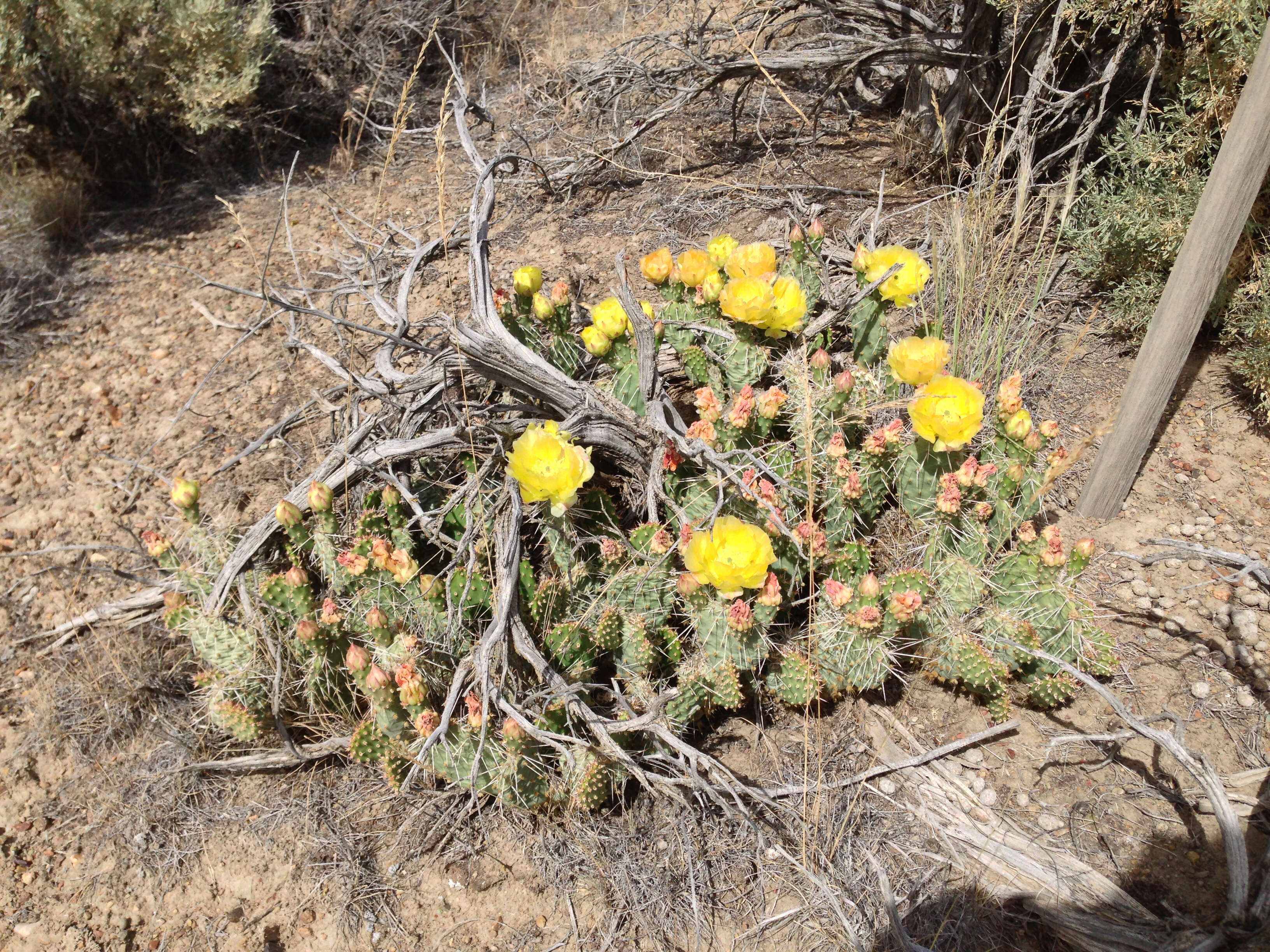 Image of Panhandle Prickly-pear