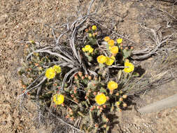 Image of Panhandle Prickly-pear