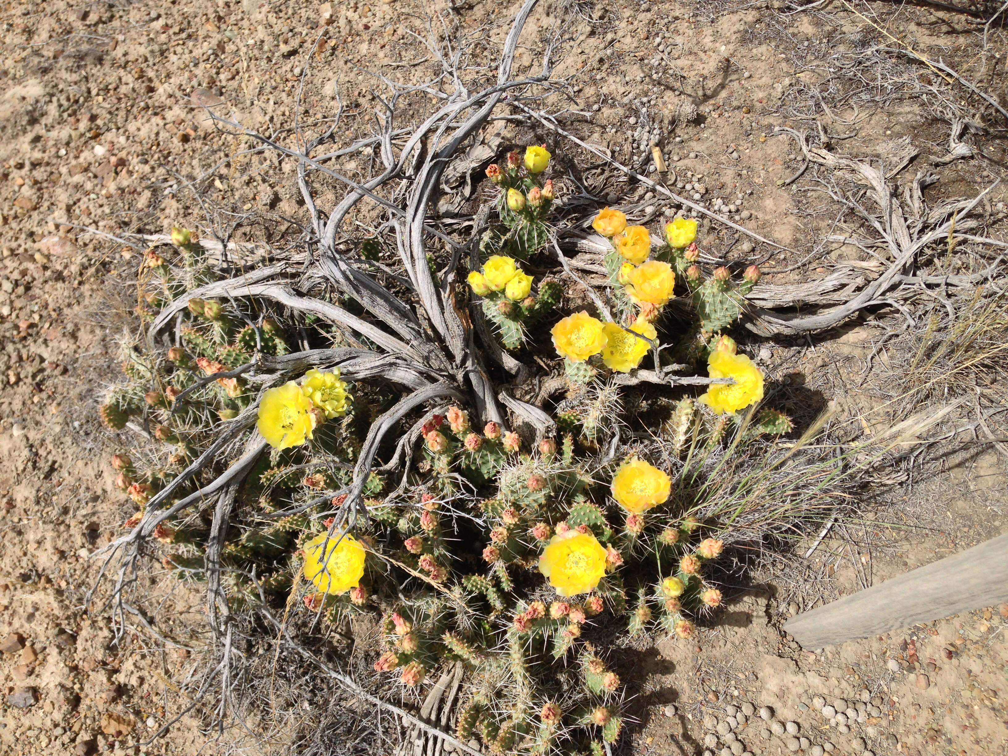 Image of Panhandle Prickly-pear