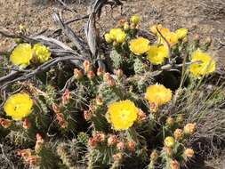 Image of Panhandle Prickly-pear