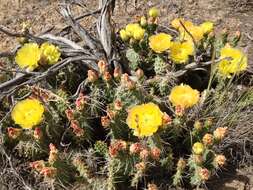 Image of Brownspine Pricklypear