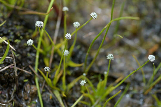 Image of Gulf Pipewort