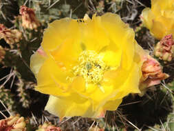 Image of Panhandle Prickly-pear