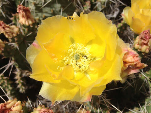 Image of Panhandle Prickly-pear