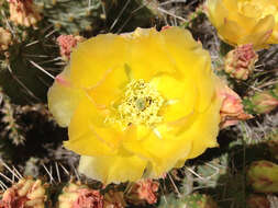 Image of Panhandle Prickly-pear