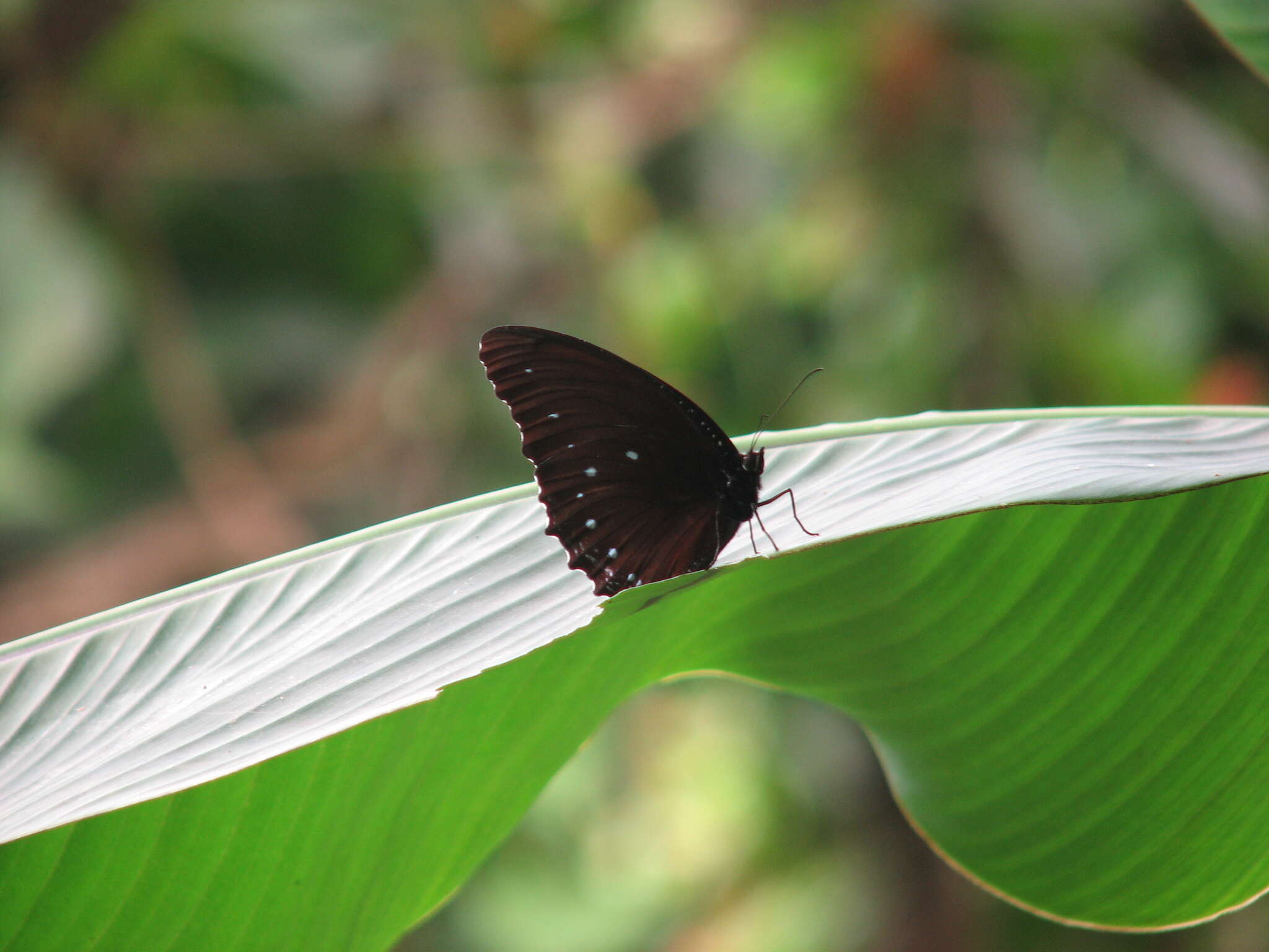 Image of Streaked Palmfly