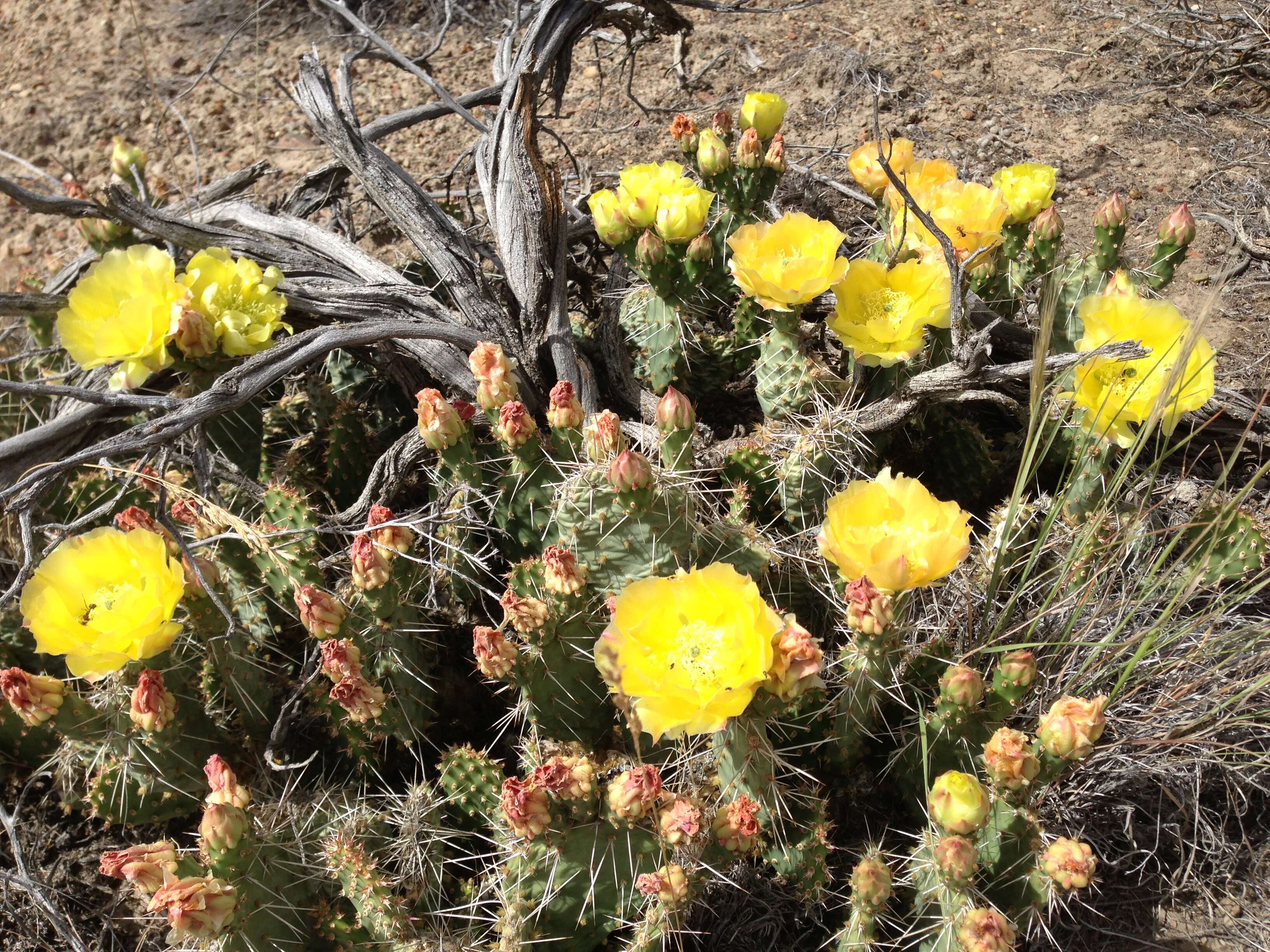 Image of Panhandle Prickly-pear