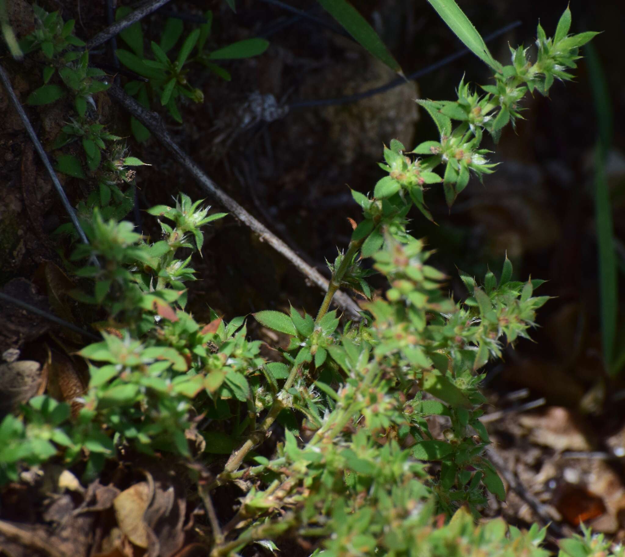 Слика од Paronychia mexicana Hemsl.