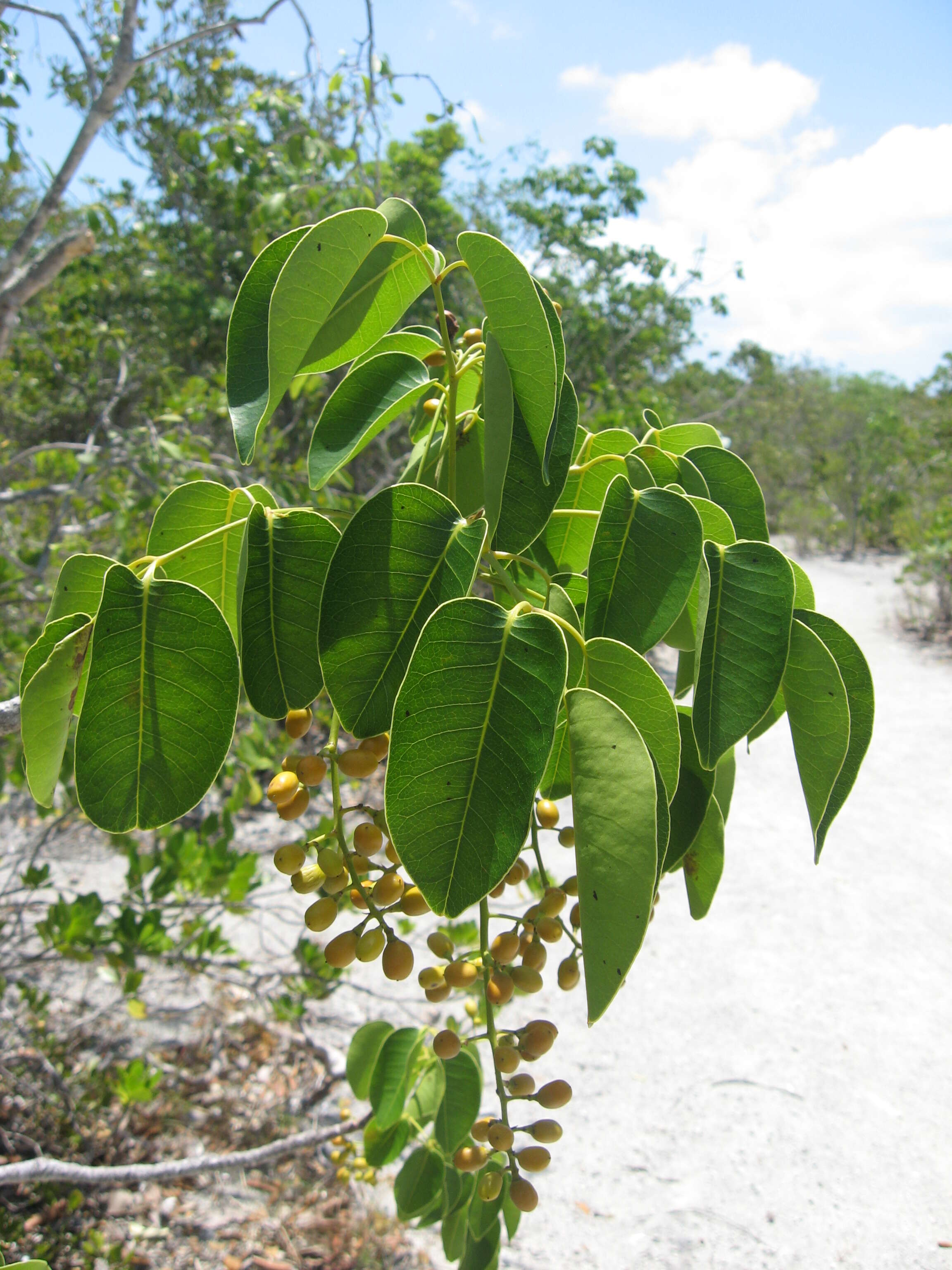 Image of Florida poisontree