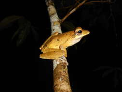 Image of Polypedates occidentalis Das & Dutta 2006