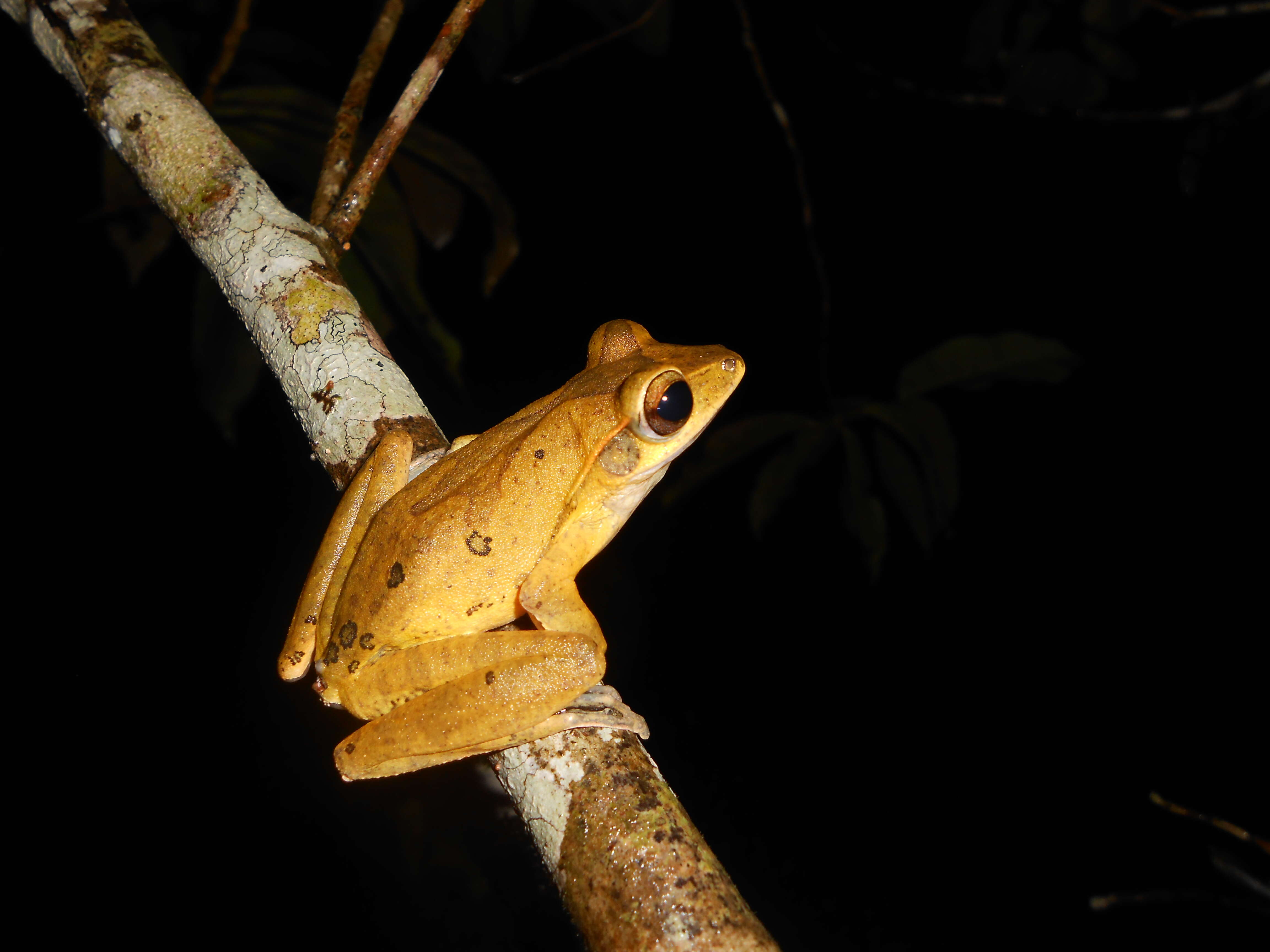 Image of Polypedates pseudocruciger Das & Ravichandran 1998