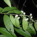 Image of Dichapetalum donnell-smithii var. chiapasense (Standl.) Prance