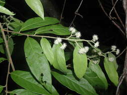 Image of Dichapetalum donnell-smithii var. chiapasense (Standl.) Prance