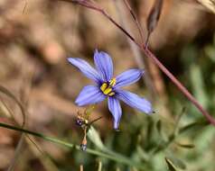 Image of bigroot blue-eyed grass