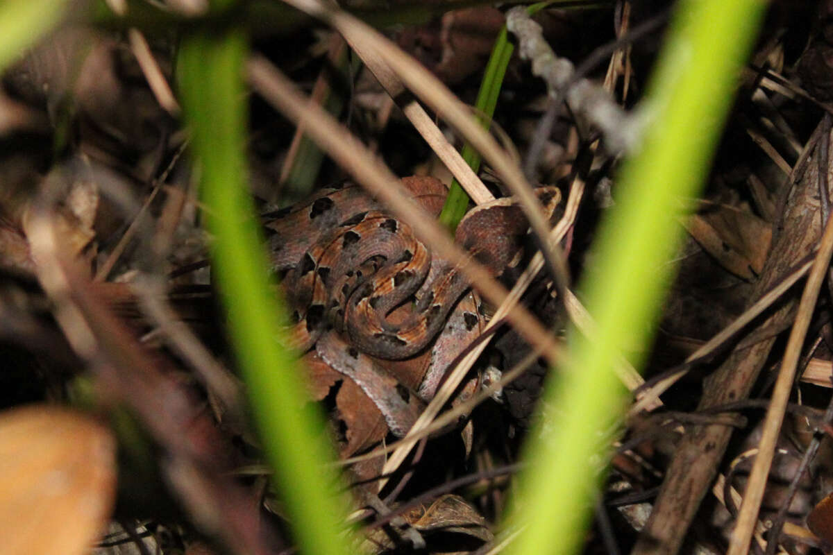 Image of Malayan Pit Viper