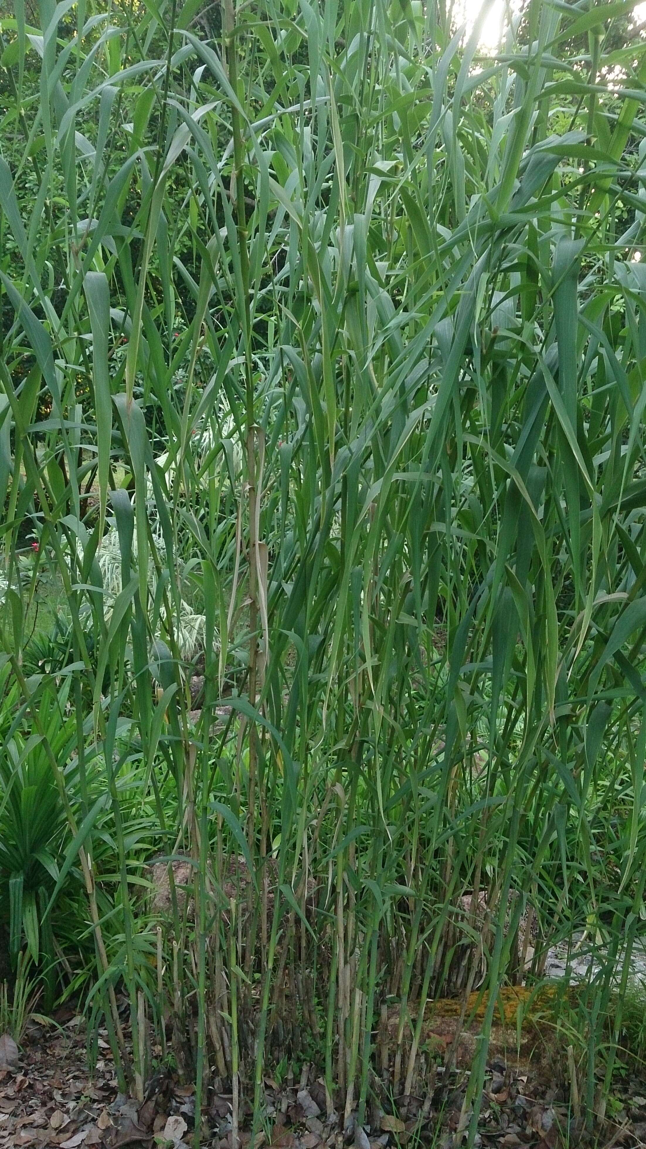 Image of giant reed