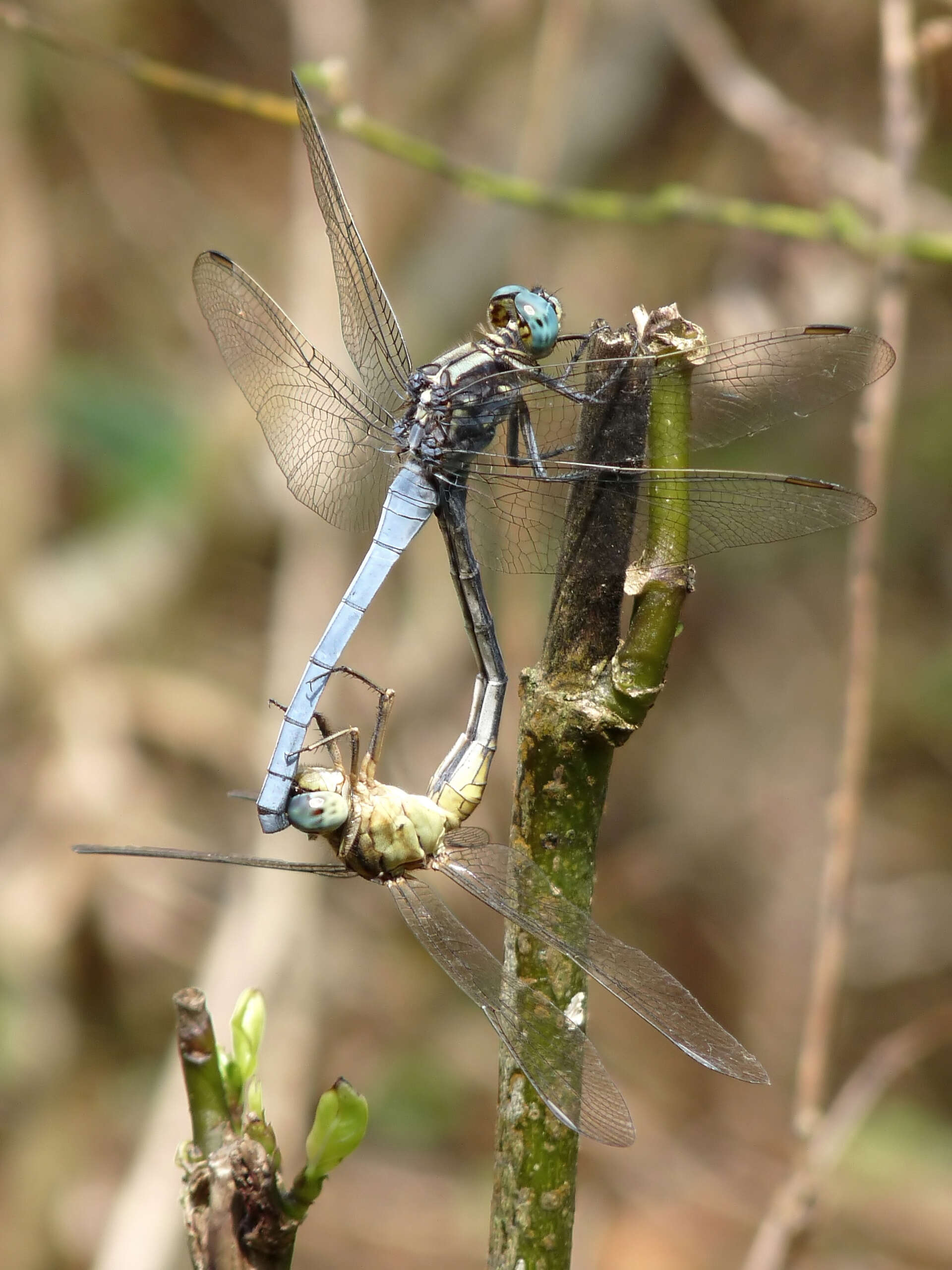 Image of Orthetrum luzonicum (Brauer 1868)