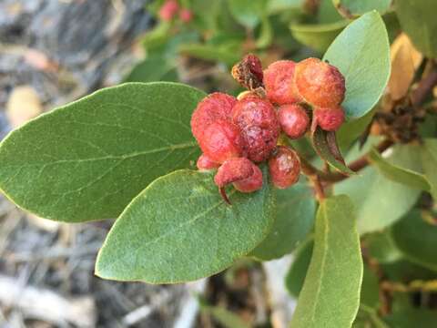 Image of Manzanita Leaf Gall Aphid