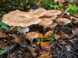 Image of Armillaria borealis Marxm. & Korhonen 1982