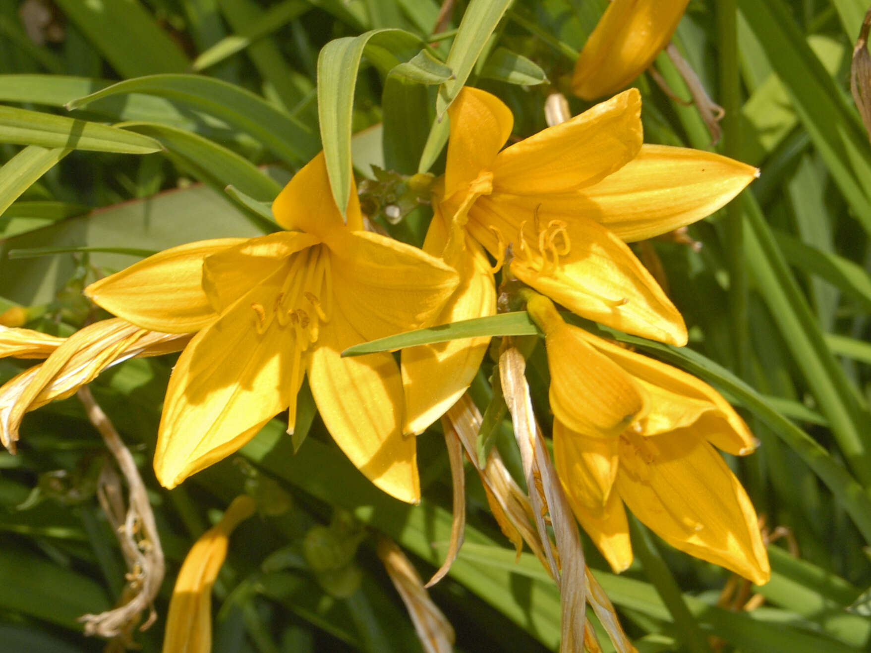 Image de Hemerocallis citrina Baroni