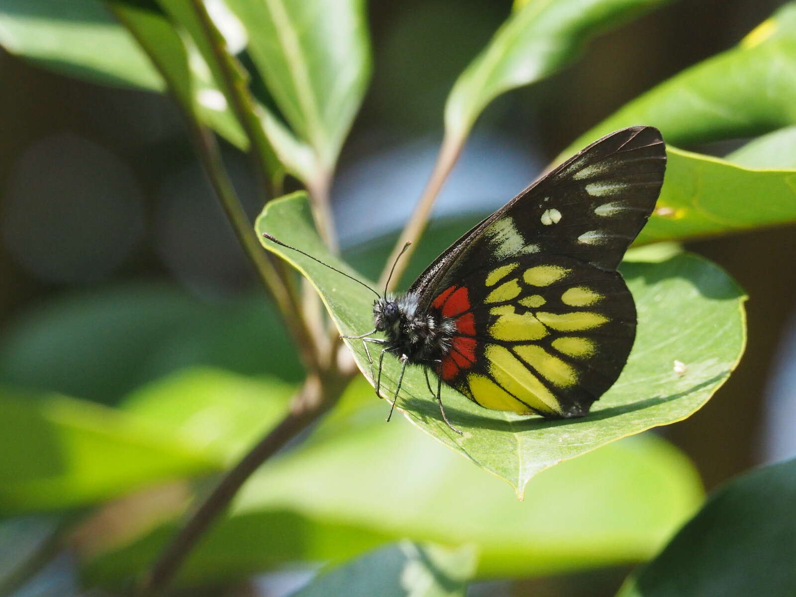 Image of Delias pasithoe (Linnaeus 1758)