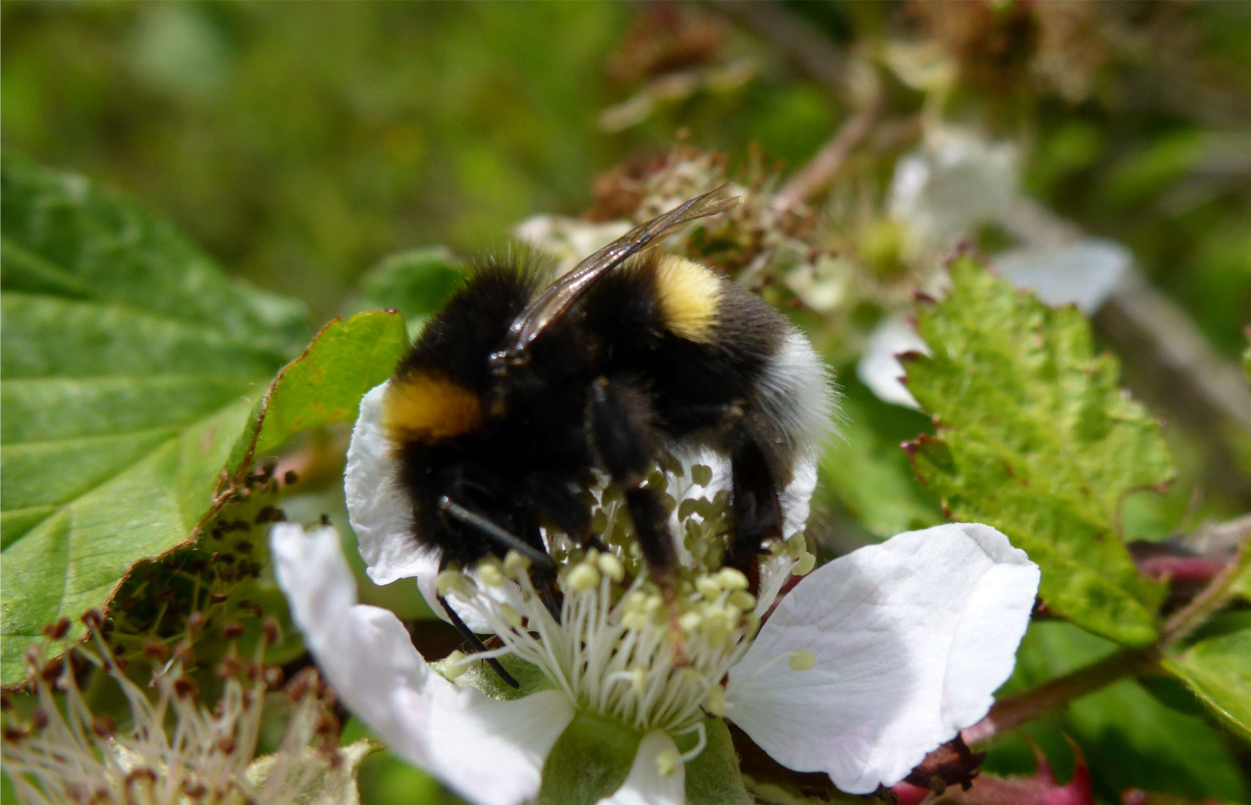 Image of Bombus magnus Vogt 1911