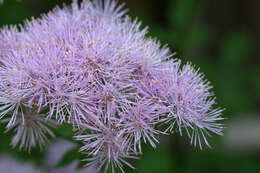 Image of Thalictrum aquilegiifolium