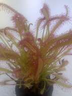 صورة Drosera anglica Huds.