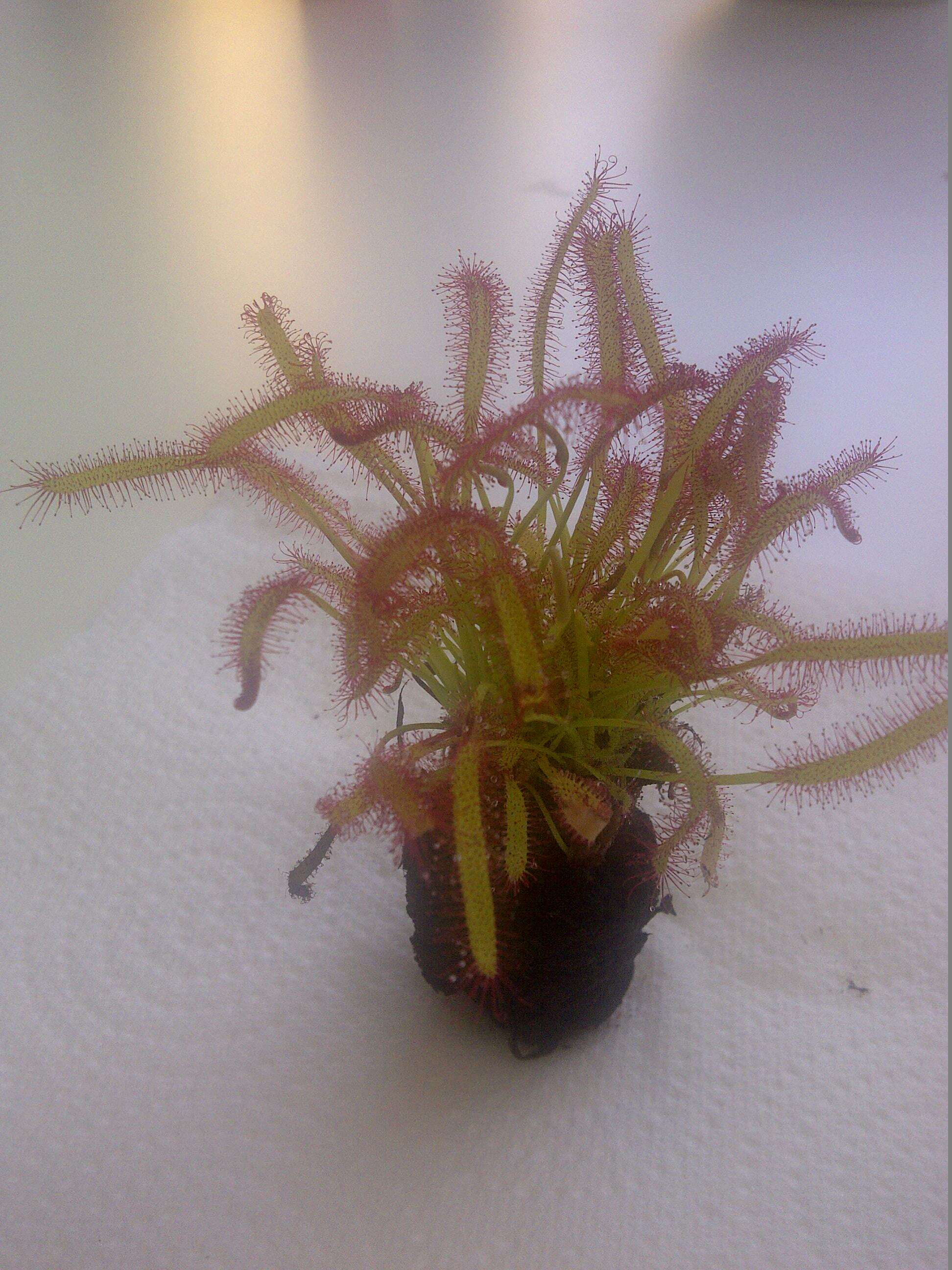 صورة Drosera anglica Huds.