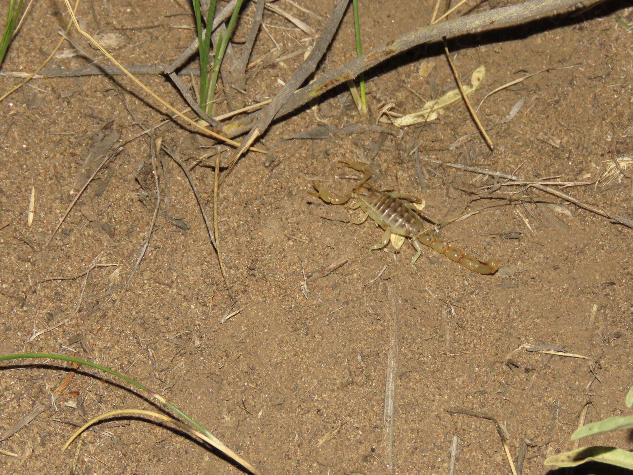 Image of Brachistosternus angustimanus Ojanguren Affilastro & Roig Alsina 2001