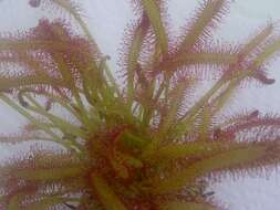 صورة Drosera anglica Huds.