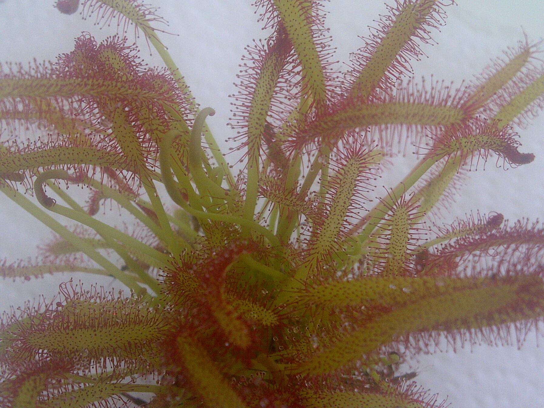 صورة Drosera anglica Huds.