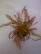 صورة Drosera anglica Huds.